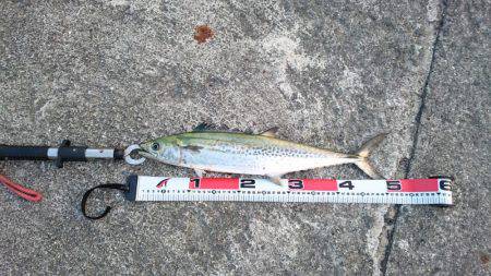 久々のサゴシ！！